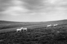 Scotland I