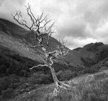 trees
