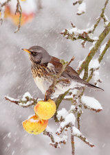 Fieldfare <em>Turdus pilaris</em>