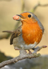 Robin <em>Erithacus rubecula</em>