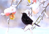 Blackbird <em>Turdus merula</em> with apples and snow