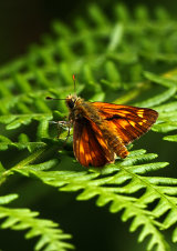 Large Skipper <em>Ochlodes venata</em>