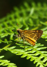 Large Skipper <em>Ochlodes venata</em>