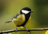 Great Tit <em>Parus major</em>
