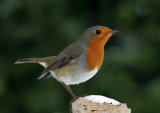 Robin <em>Erithacus rubecula</em>