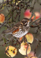 Redwing <em>Turdus iliacus</em>