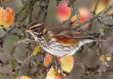 Redwing <em>Turdus iliacus</em>