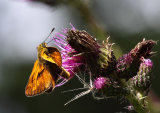Large Skipper <em>Ochlodes venata</em>