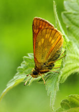 Large Skipper <em>Ochlodes venata</em>
