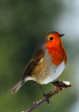 Robin <em>Erithacus rubecula</em>