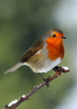 Robin <em>Erithacus rubecula</em>
