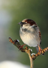 House Sparrow <em>Passer domesticus</em>