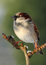 House Sparrow <em>Passer domesticus</em>