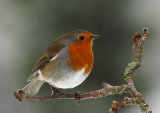 Robin <em>Erithacus rubecula</em>