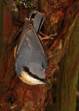 Nuthatch <em>Sitta europaea</em>