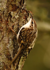 Treecreeper <em>Certhia familiaris</em>