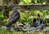 Sparrow Hawk <em>Accipiter nisus</em>