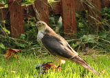 Sparrow Hawk <em>Accipiter nisus</em>