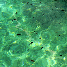 BLACK FISH GREEN SEA