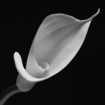 Easter Lily No1