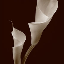 Easter Lily No3
