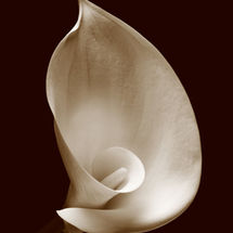 Easter Lily No4