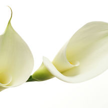 Easter Lily No6