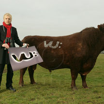 Cow Stencil. Corporate Brochure