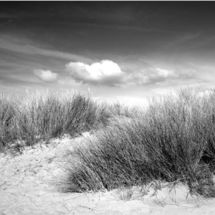 Norfolk Dune