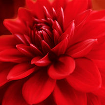 Red Dahlia No2