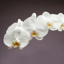 White Orchid