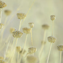 Seed Heads