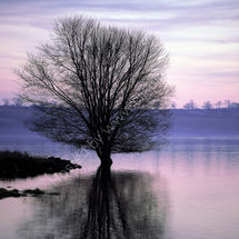 Watery Tree