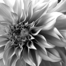 White Dahlia