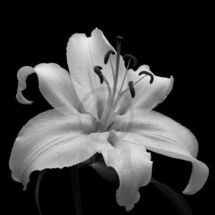 Lily 1 B/W