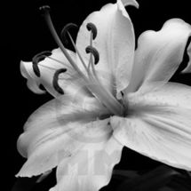 Lily2 B/W