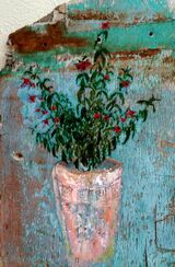 Fuchsia in Roman Pot