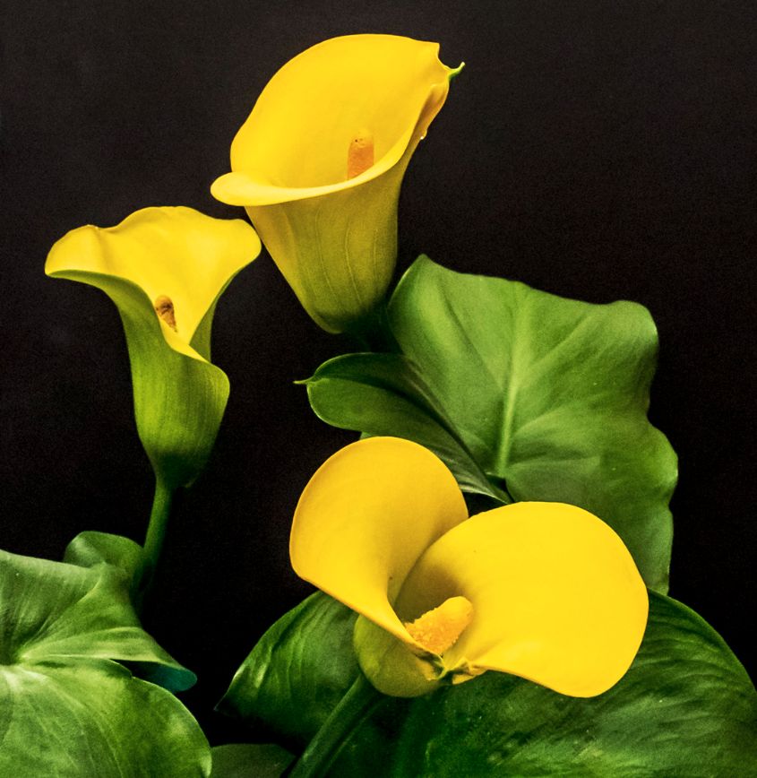 3 Spring Lilies