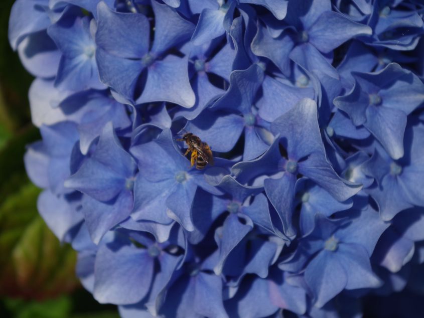 Bee on a Hydrangea