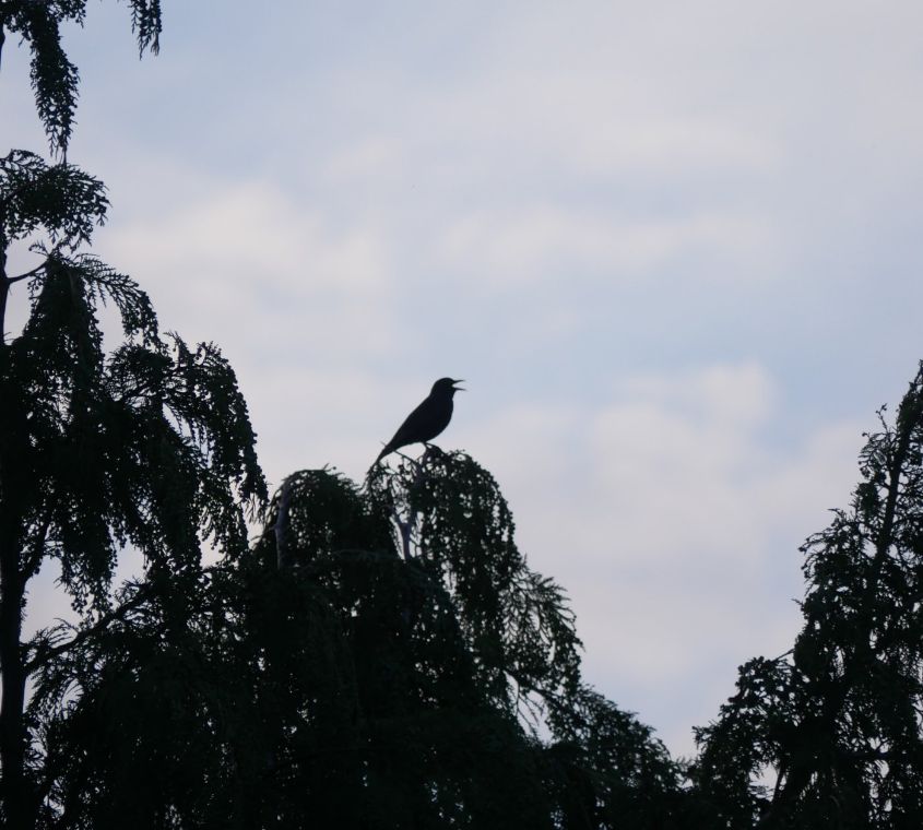 Blackbird