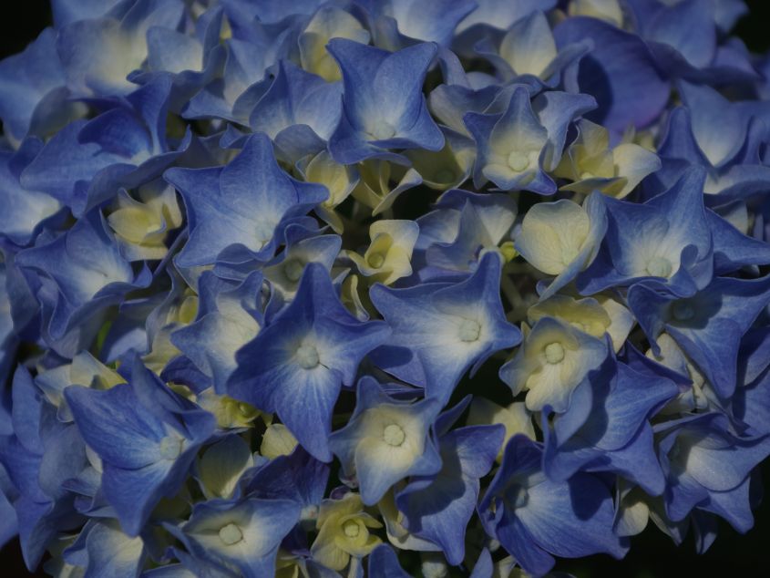 Blue Hydrangea