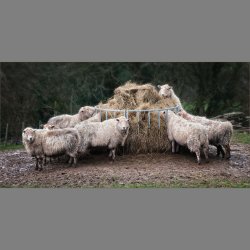 Feeding Time by Lyn Sharples