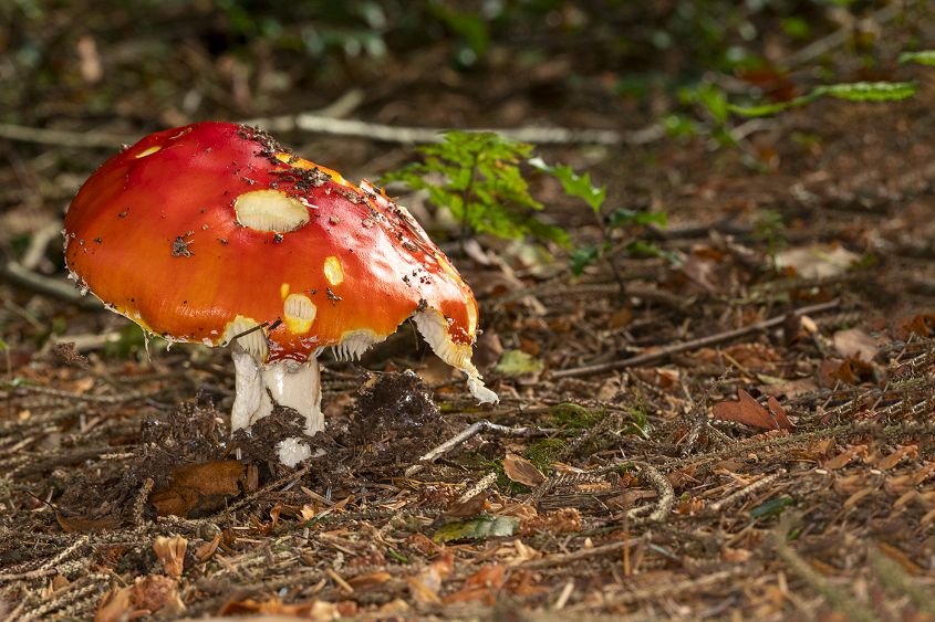 Fly Agaric in Decline
