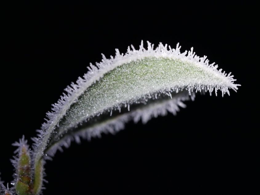 Frosty Leaf