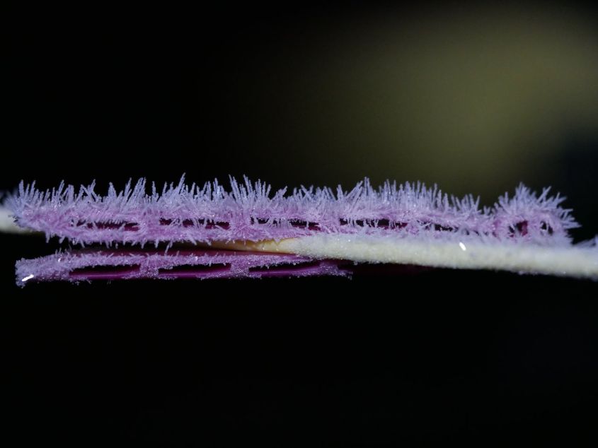 Frosty Peg
