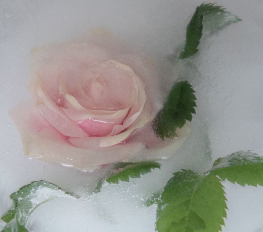 Frozen Rose