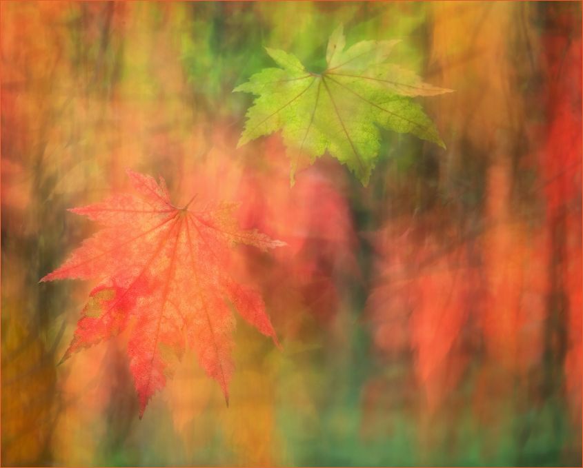Leaves in Autumn