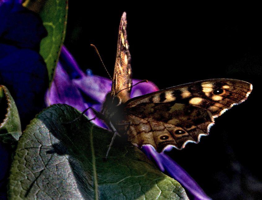 Meadow Brown