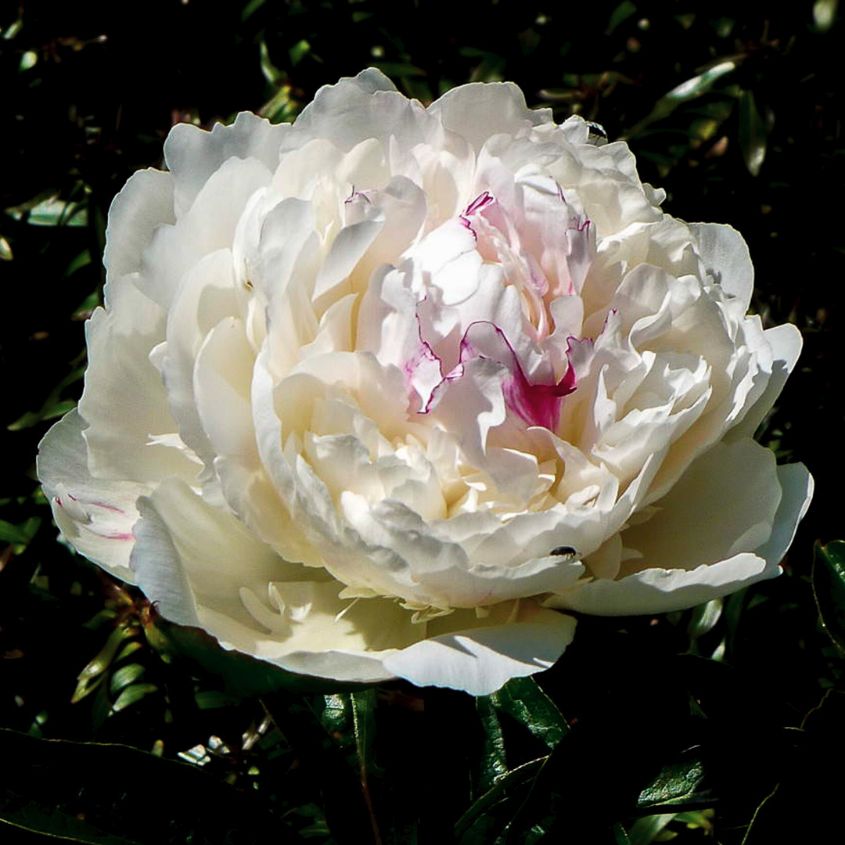 Perfect Peony