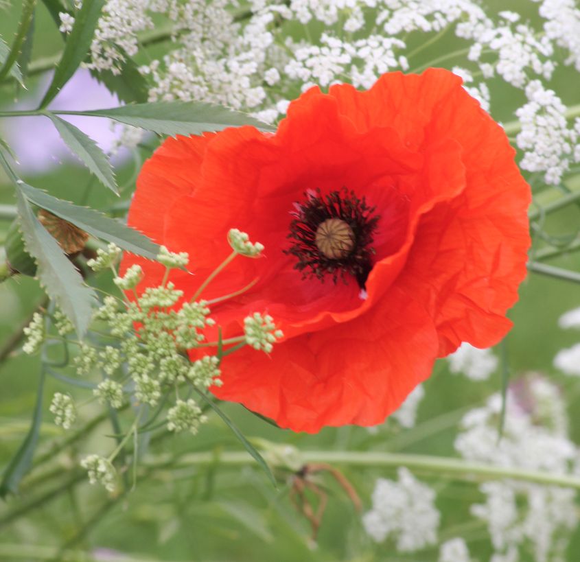 Poppy